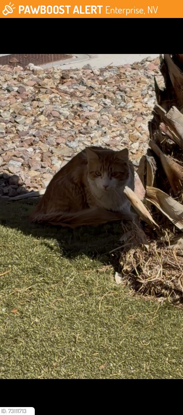 Found/Stray Unknown Cat last seen Near Rainbow and Windmill, Enterprise, NV 89139