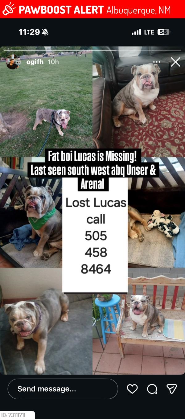 Lost Male Dog last seen Coors and arenal, Albuquerque, NM 87105