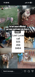 Lost Male Dog last seen Coors and arenal, Albuquerque, NM 87105