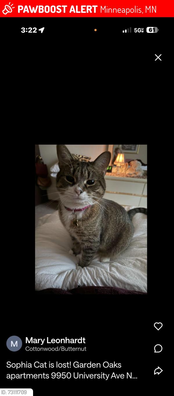 Lost Female Cat last seen University and 101st Ave NW, Coon Rapids, MN 55448, Minneapolis, MN 55448