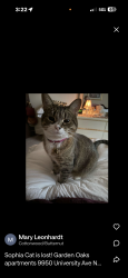 Lost Female Cat last seen University and 101st Ave NW, Coon Rapids, MN 55448, Minneapolis, MN 55448