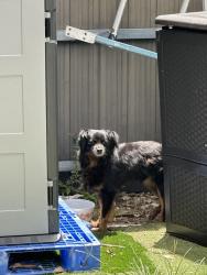 Reunited Unknown Dog last seen Flagler st & 72 Ave, Miami, FL 33144