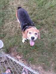 Reunited Male Dog last seen Near Mountain View Street, Uniontown, Pa, Uniontown, PA 15401