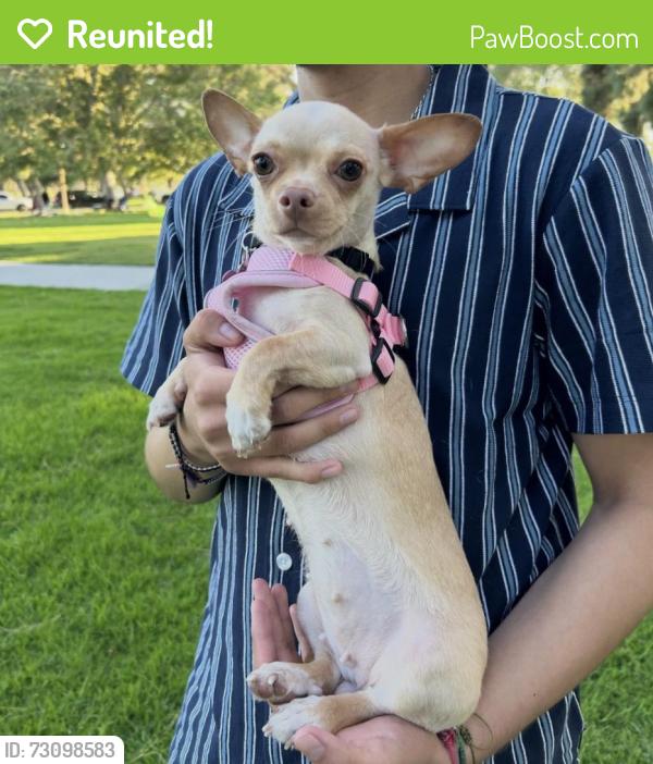 Reunited Female Dog last seen Flallon Ave & mapledale st, Norwalk, CA 90650