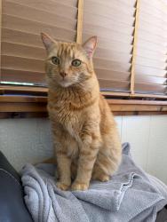 Lost Male Cat last seen Kent avenue and Berks street, Abbotsford, BC V2S