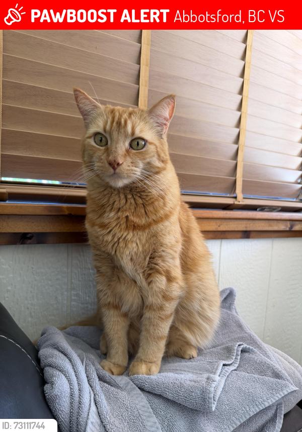 Lost Male Cat last seen Kent avenue and Berks street, Abbotsford, BC V2S