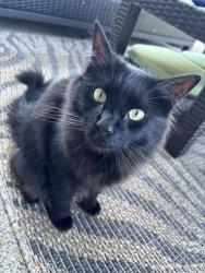 Found/Stray Male Cat last seen Stonegate development, near Pioneer Middle School on NE 78th, Vancouver, WA 98682