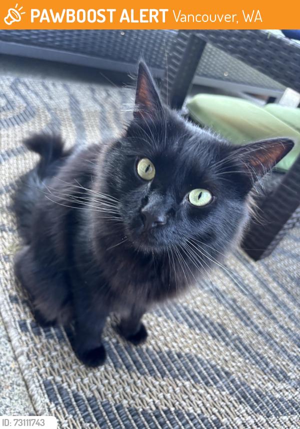 Found/Stray Male Cat last seen Stonegate development, near Pioneer Middle School on NE 78th, Vancouver, WA 98682