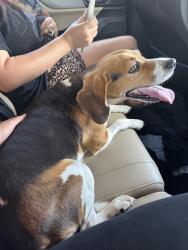 Reunited Female Dog last seen Near Stroud Ln, Garland, TX 75043, USA, Garland, TX 75043