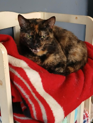 Lost Female Cat last seen Near Sandy Acres Park, Frame, WV 25071, USA, Frame, WV 25071
