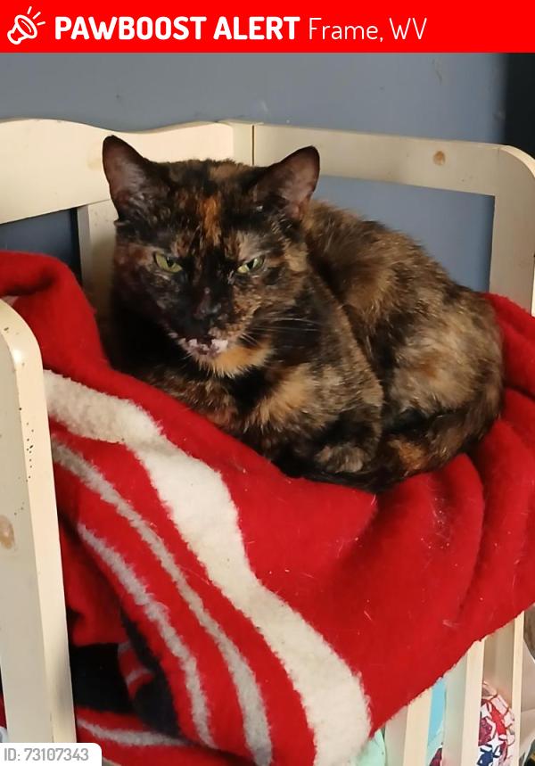 Lost Female Cat last seen Near Sandy Acres Park, Frame, WV 25071, USA, Frame, WV 25071