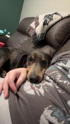Lost Female Dog last seen Parkview Village in Taft, Taft, CA 93268