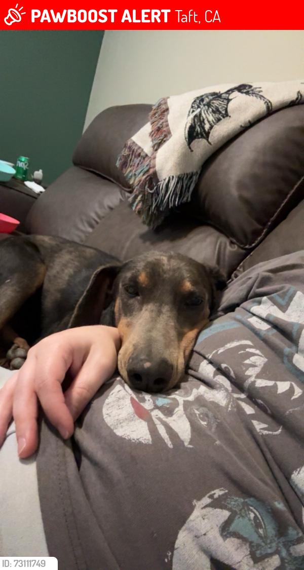 Lost Female Dog last seen Parkview Village in Taft, Taft, CA 93268