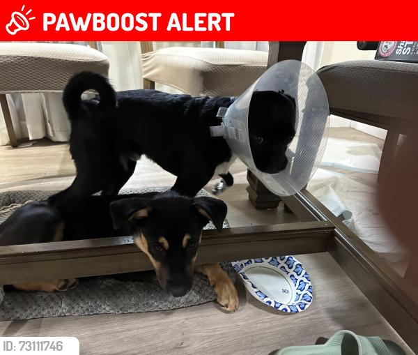 Lost Male Dog last seen Near airport blvd, South San Francisco, South San Francisco, CA 94080