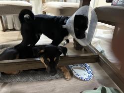 Lost Male Dog last seen Near airport blvd, South San Francisco, South San Francisco, CA 94080