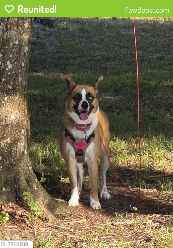 Reunited Female Dog last seen 66th ave ne and everglades blvd, Naples, FL 34120