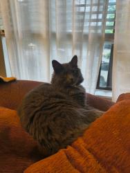 Lost Female Cat last seen 1st Pl S and S 337th Ln, Federal Way, WA 98023