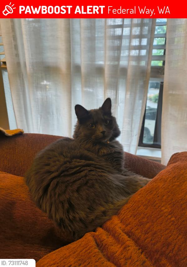 Lost Female Cat last seen 1st Pl S and S 337th Ln, Federal Way, WA 98023