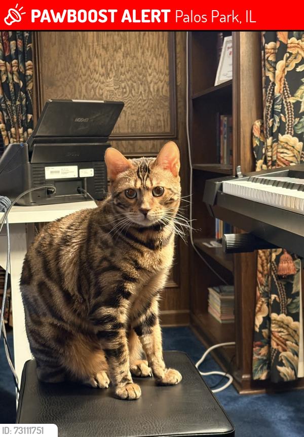 Lost Male Cat last seen Ramsgate Dr, Palos Park, Palos Park, IL 60464