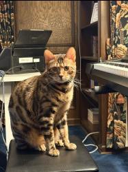 Lost Male Cat last seen Ramsgate Dr, Palos Park, Palos Park, IL 60464