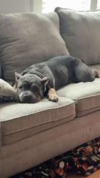 Reunited Female Dog last seen Jaycross and Morningside near black creek area, Wilson, NC 27893