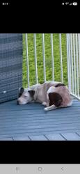 Found/Stray Male Dog last seen Columbia River Rd., Pasco, WA 99301
