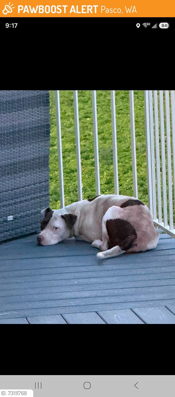 Found/Stray Male Dog last seen Columbia River Rd., Pasco, WA 99301