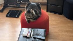 Reunited Male Cat last seen CR7 7NE, Greater London, England CR7 7NE