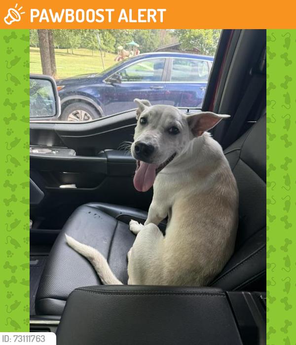 Found/Stray Male Dog last seen Edwards Park, Whitfield County, GA 30721