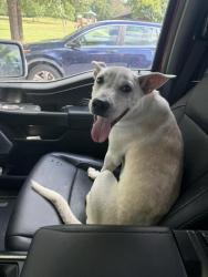 Found/Stray Male Dog last seen Edwards Park, Whitfield County, GA 30721