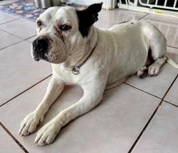 Found/Stray Female Dog last seen El Norte and Broadway, Escondido, CA 92046