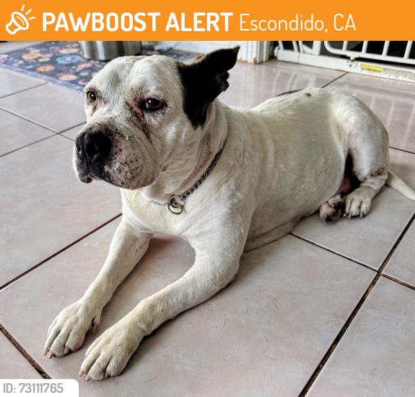 Found/Stray Female Dog last seen El Norte and Broadway, Escondido, CA 92046