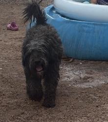Lost Female Dog last seen Northloop y Dale, El Paso, TX 79915