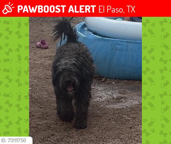 Lost Female Dog last seen Northloop y Dale, El Paso, TX 79915
