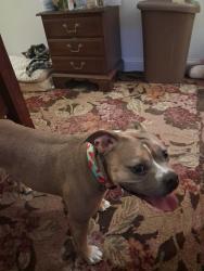 Lost Female Dog last seen 21/22 Vine, Kansas City, MO 64108