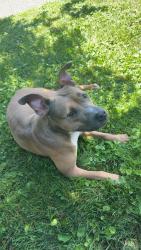 Found/Stray Female Dog last seen Woodbrook, Maple Heights, OH 44137