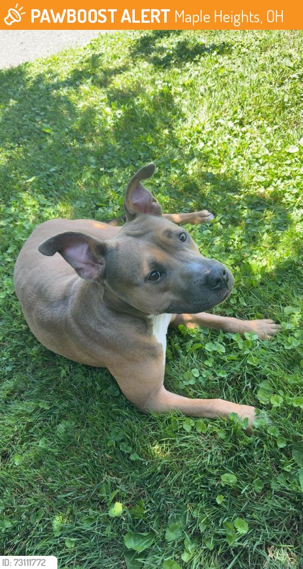 Found/Stray Female Dog last seen Woodbrook, Maple Heights, OH 44137