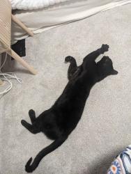 Reunited Male Cat last seen Kennedy & Curcio, Sterling Heights, MI 48310