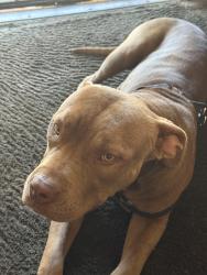 Reunited Male Dog last seen Between 61st and Skyline Dr, San Diego, CA 92114