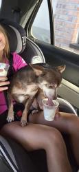 Lost Female Dog last seen Hawthorn Drive and Yellowwood, Port Richey, FL 34668