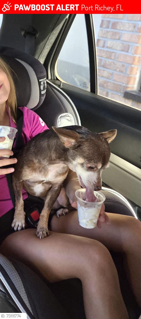 Lost Female Dog last seen Hawthorn Drive and Yellowwood, Port Richey, FL 34668
