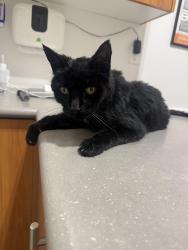 Found/Stray Unknown Cat last seen found in backyard of the 82 palmesteron hse, Toronto, ON M6J 2J1