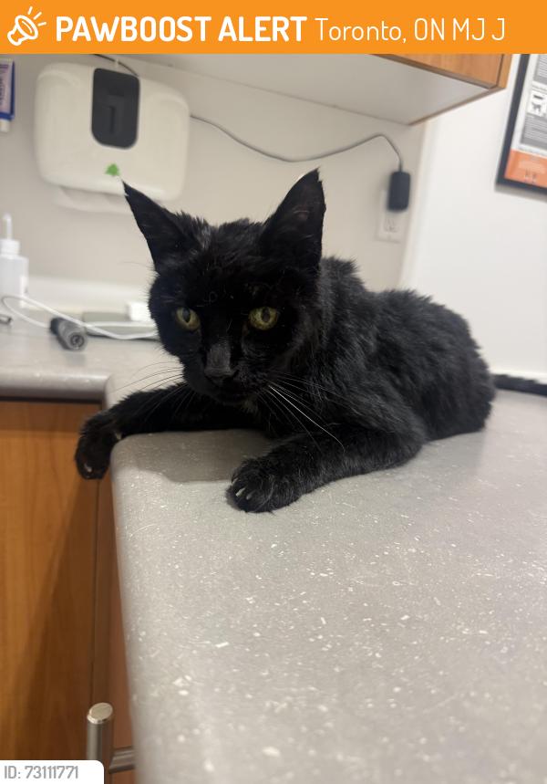 Found/Stray Unknown Cat last seen found in backyard of the 82 palmesteron hse, Toronto, ON M6J 2J1