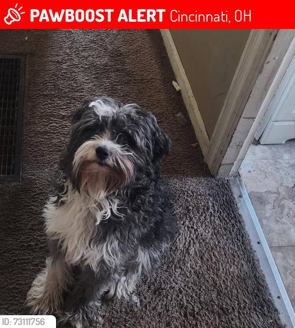 Lost Male Dog last seen Sunshine, Cincinnati, OH 45211