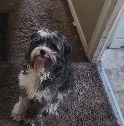 Lost Male Dog last seen Sunshine, Cincinnati, OH 45211