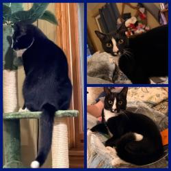 Reunited Male Cat last seen Rock and Woodlawn. And. 21st and 29th, Wichita, KS 67226