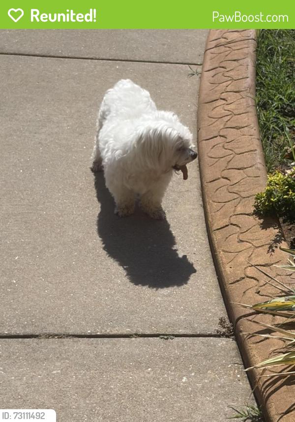Reunited Female Dog last seen Core Ave & Fountain Blvd, Oklahoma City, OK 73170