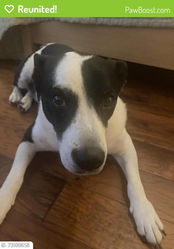 Reunited Male Dog last seen Corner of Norham and Steppingstone Way, Klein, TX 77379
