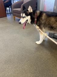 Found/Stray Female Dog last seen Dellwood and Myra st, Jacksonville, FL 32205
