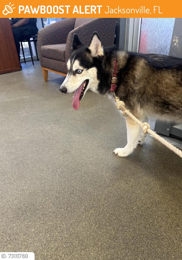 Found/Stray Female Dog last seen Dellwood and Myra st, Jacksonville, FL 32205